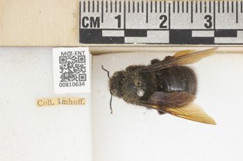 Media type: image;   Entomology 810634 Aspect: labels